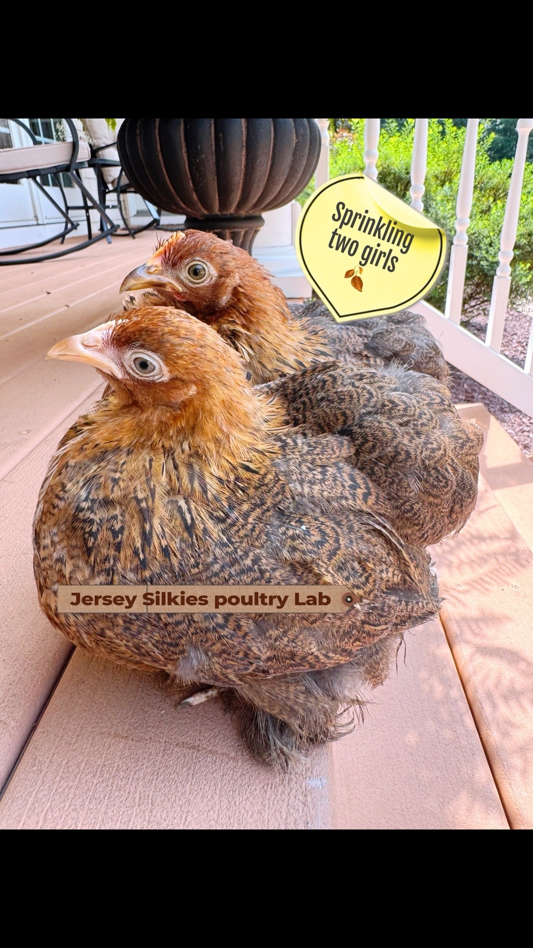 @Lavern | urban chickens