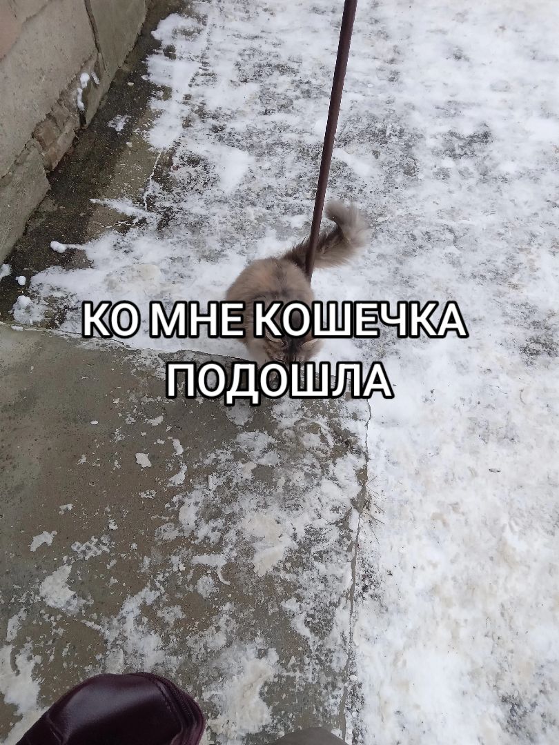 @кабанчик