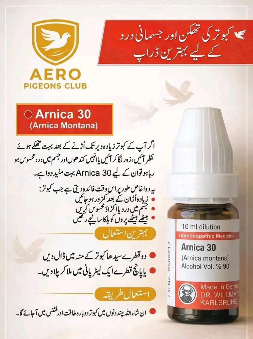 @Aero Pigeons Club