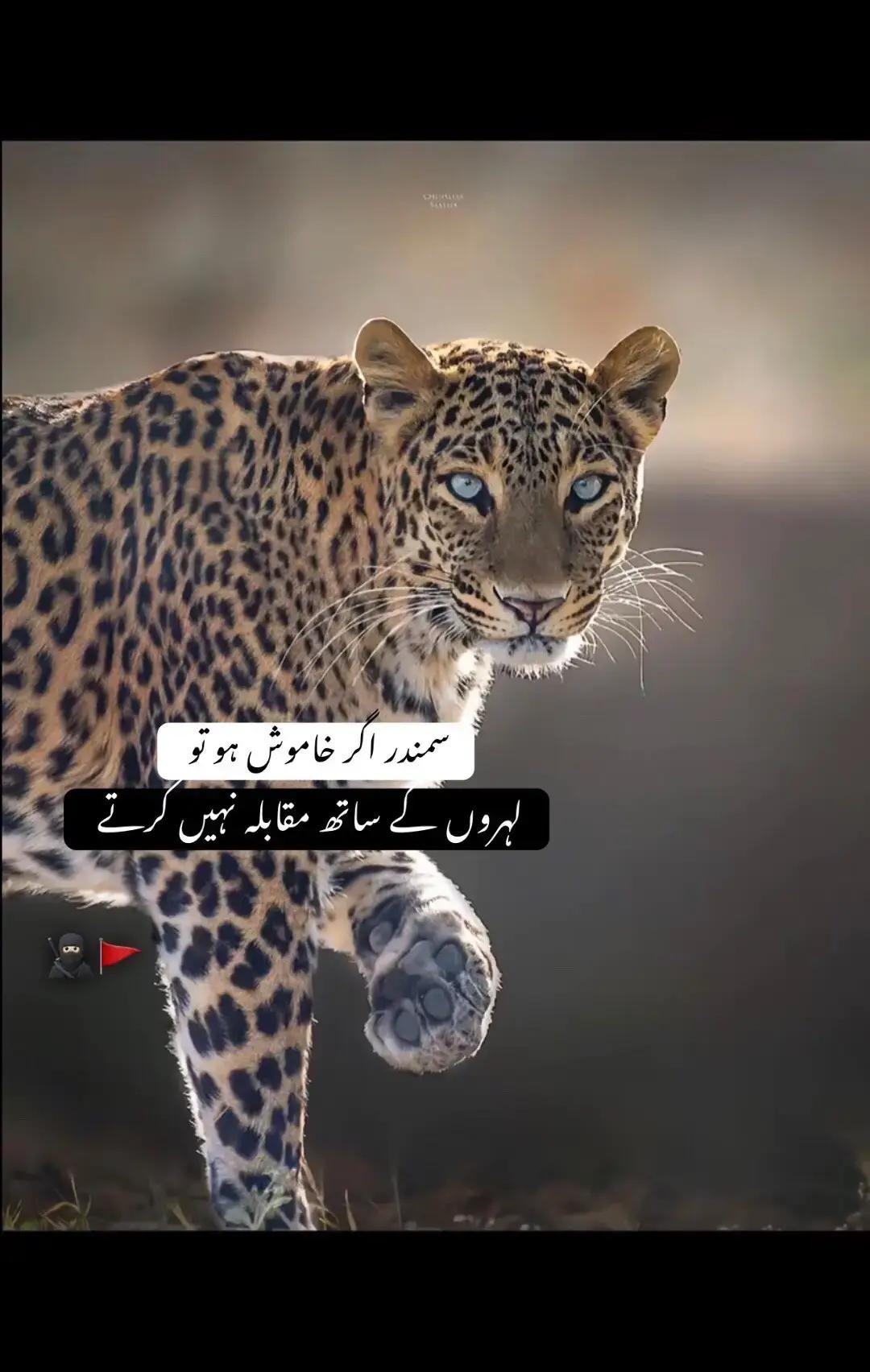 @@Mohsin Awan