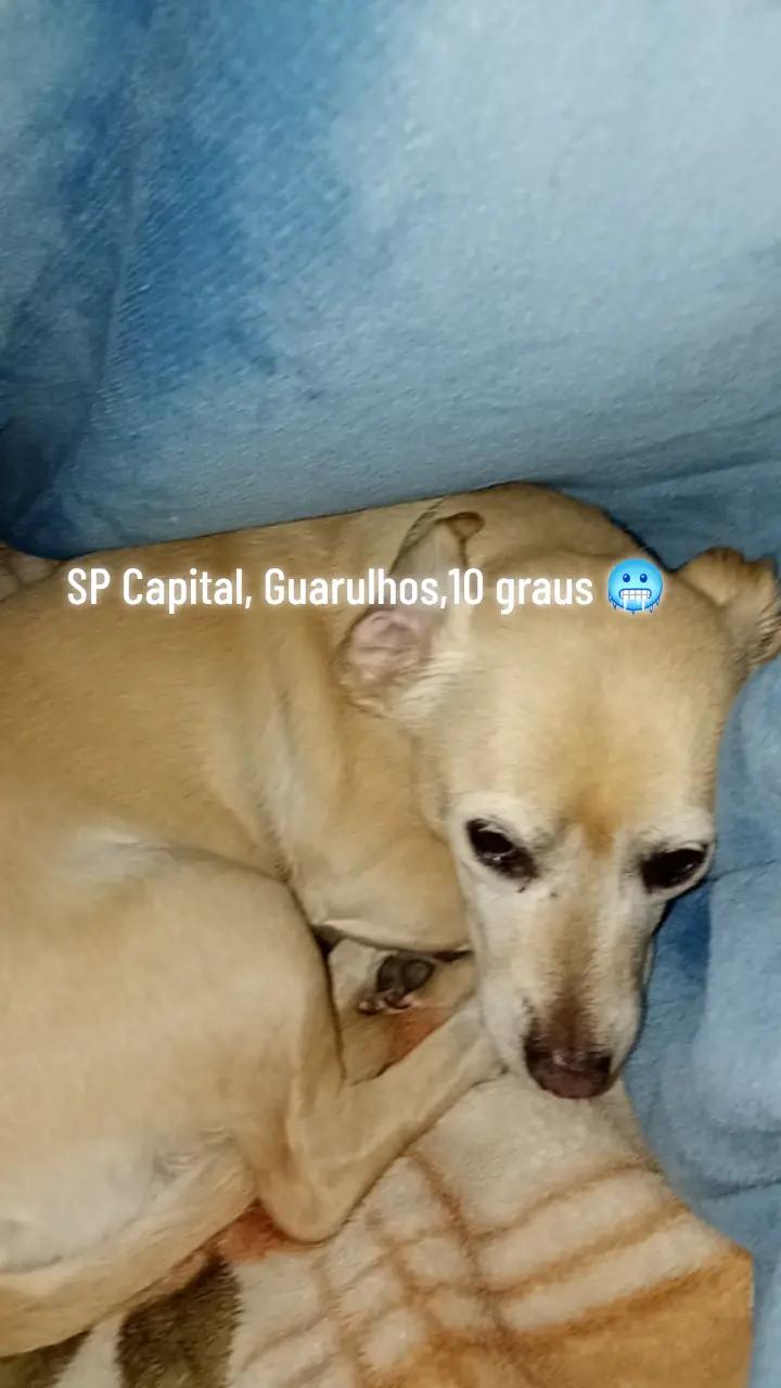 @Iara Brito Brito