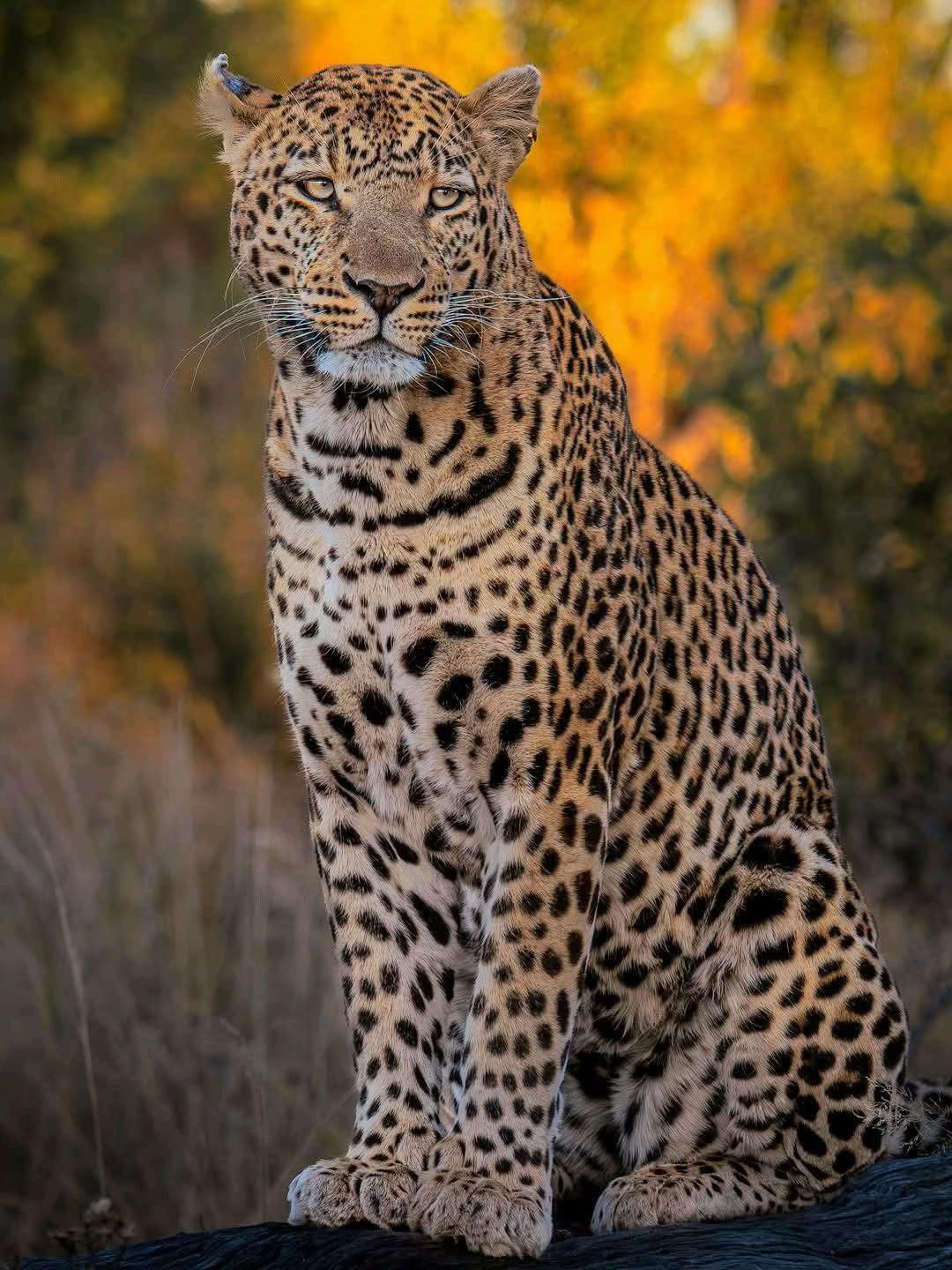 @𝓛𝓾𝓬𝓪_388
