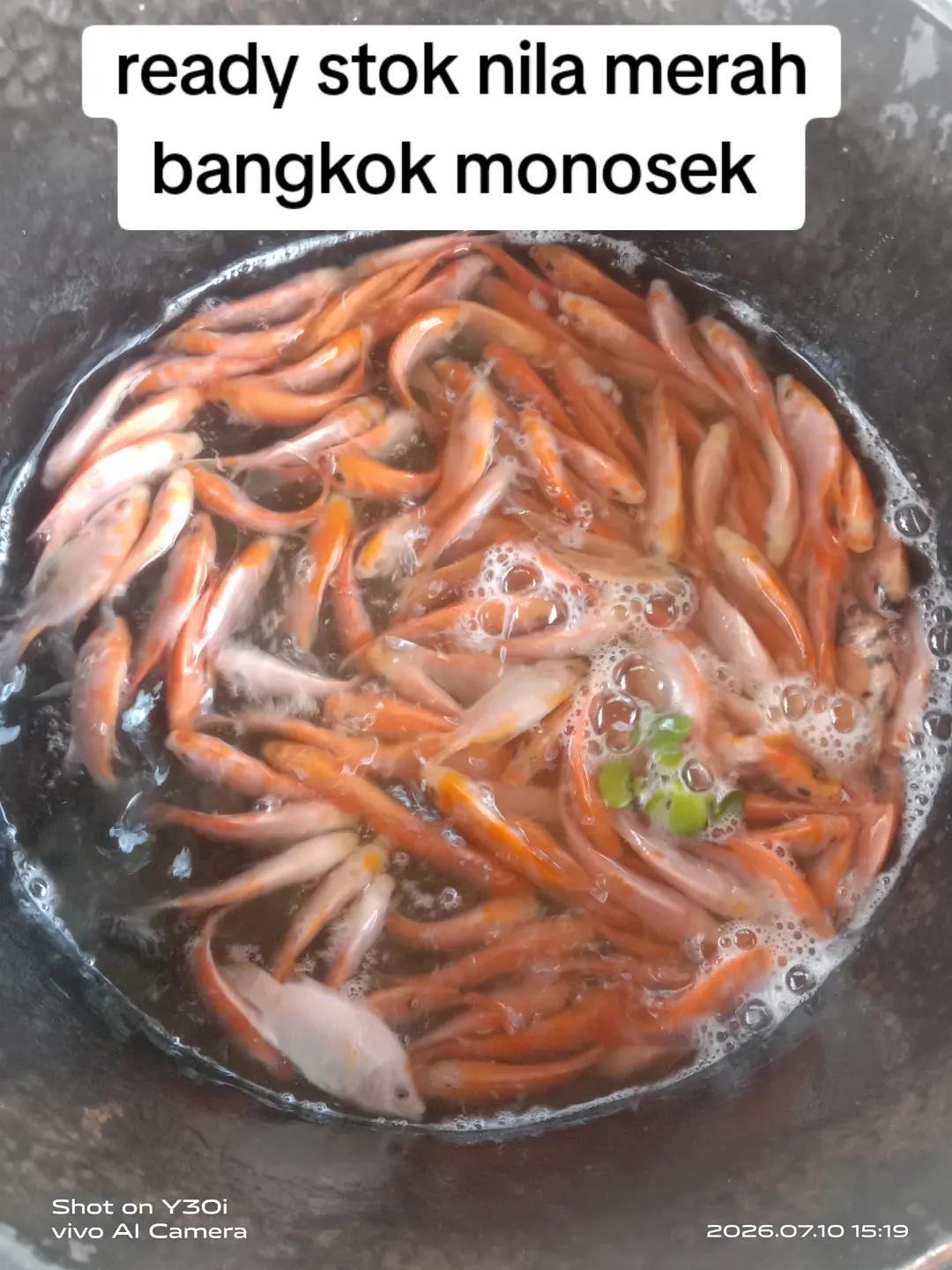@afdhal koi farm