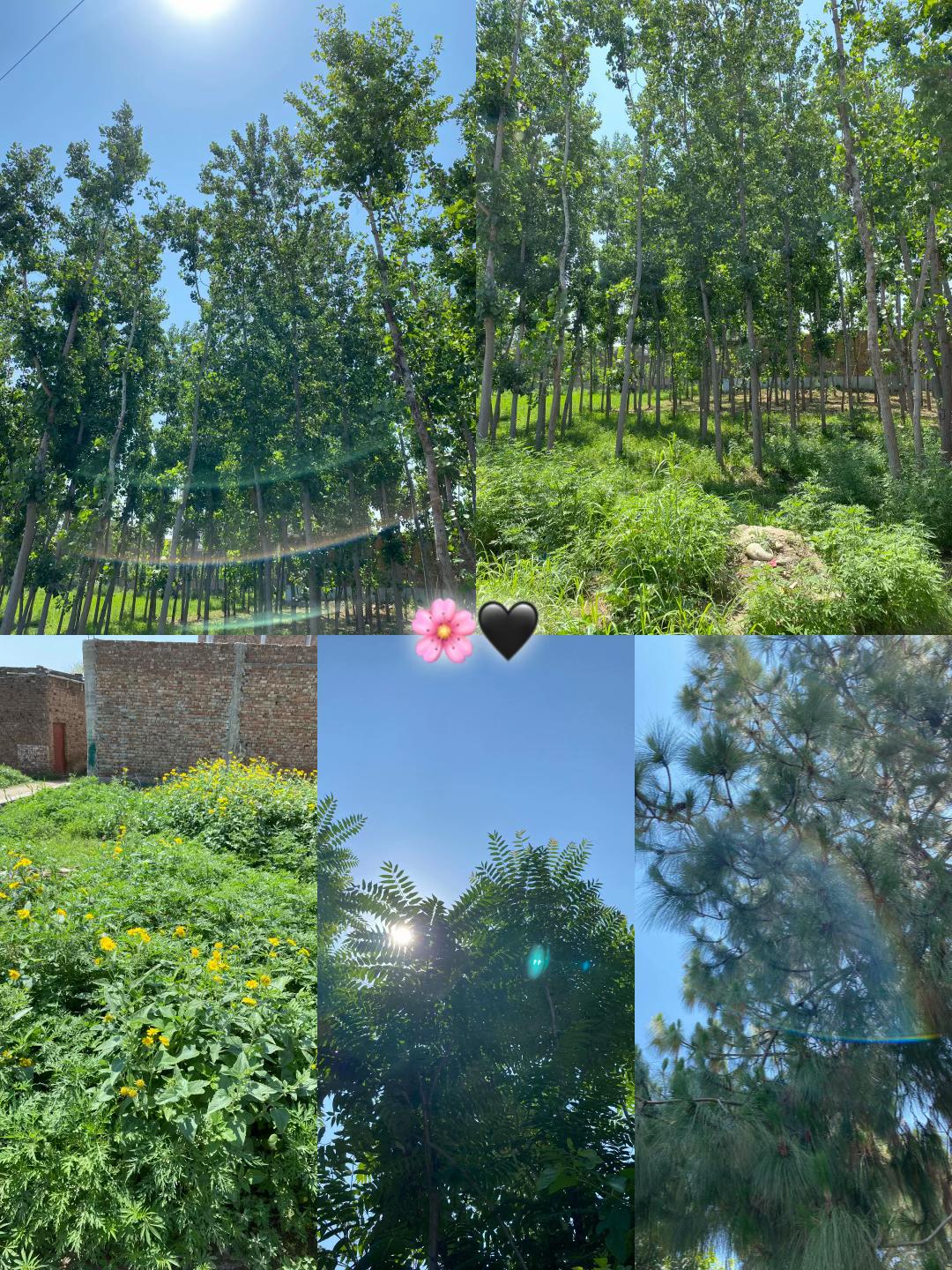 @𝘼𝙣𝙞𝙞𝙨𝙨𝙨 🌸