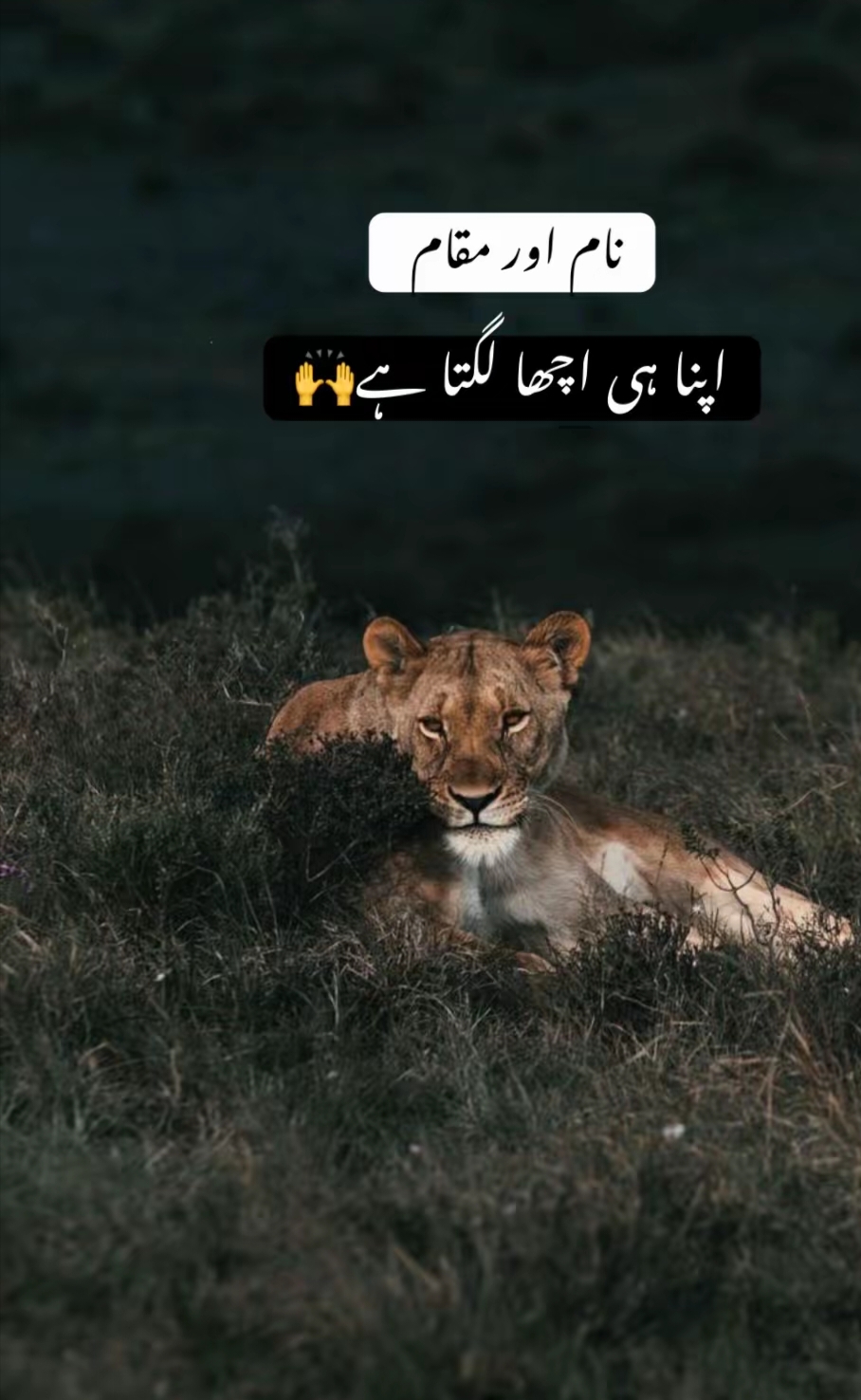 @wasim mayo