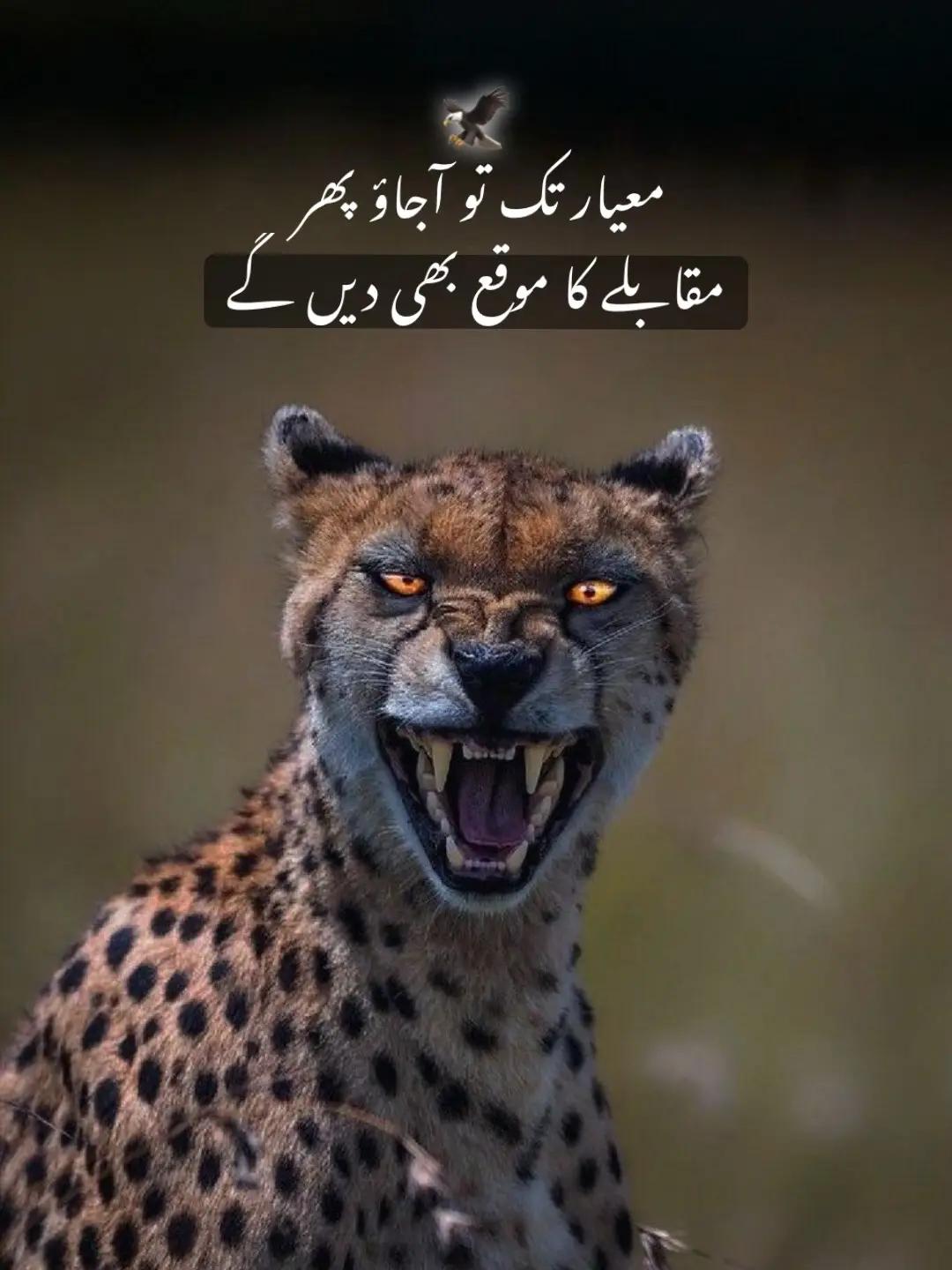 @⚛ نواب شأۂ ❇