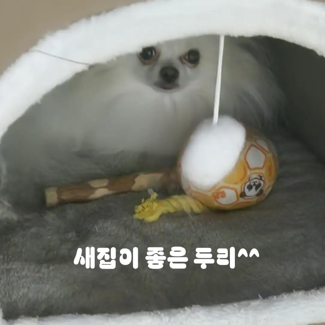 @두진이와두리 아빠