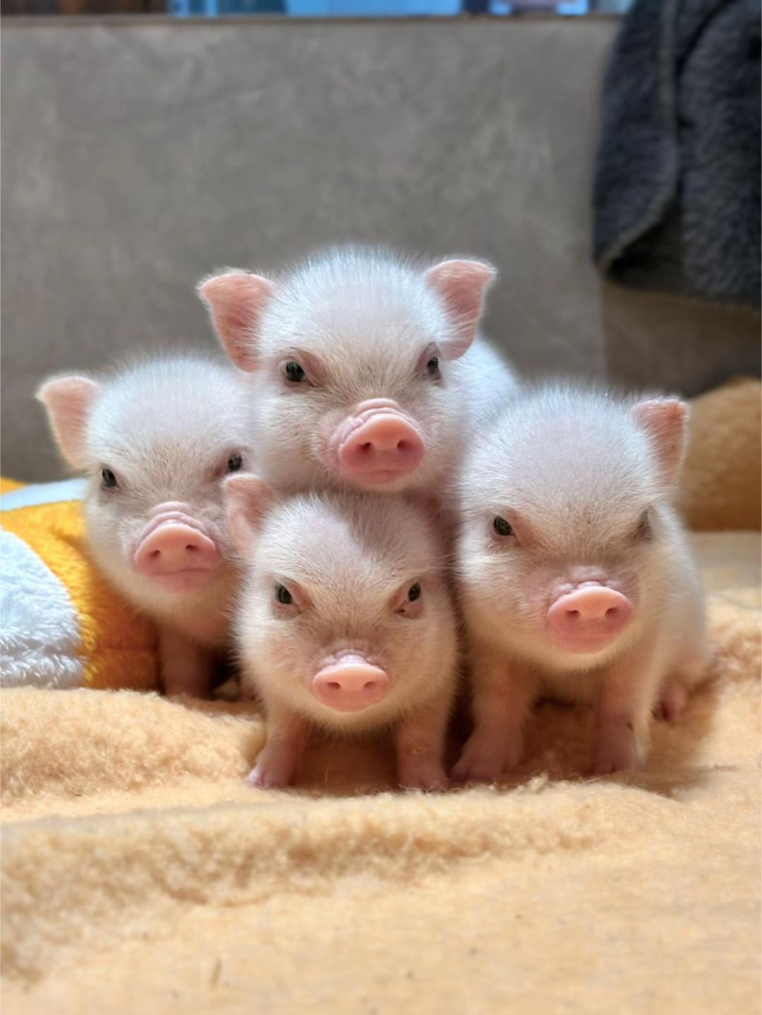 @pignic