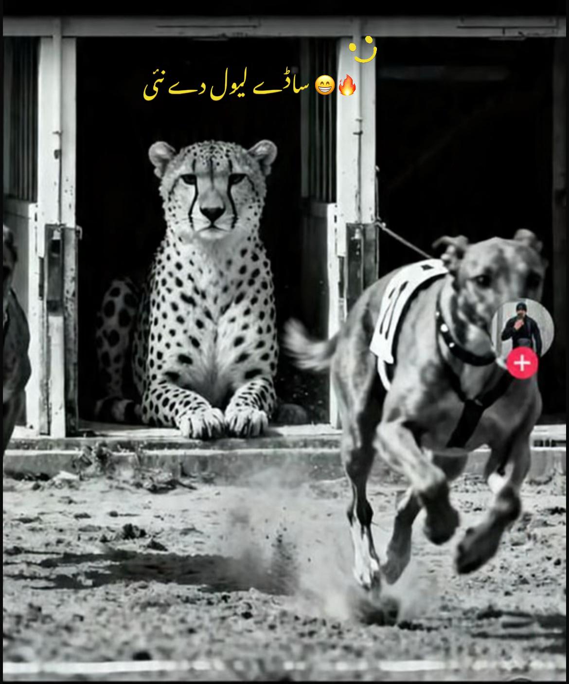 @Ali_HUSSNAIN_GUJJAR 🎗️👑