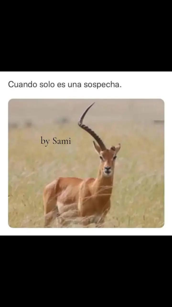 @Sami en TikTok 🇨🇴👑🌸🌼💜