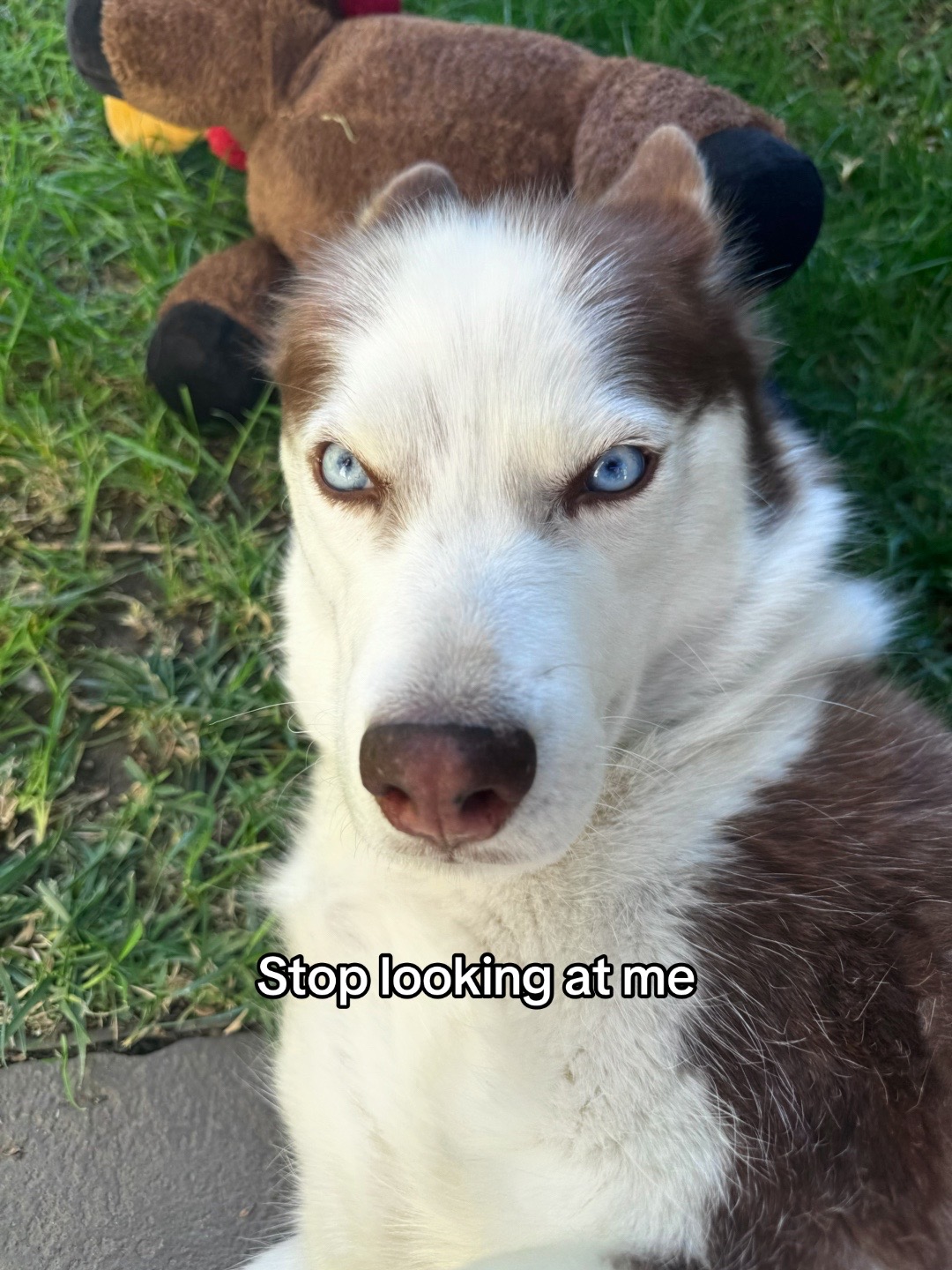 @MoonDog