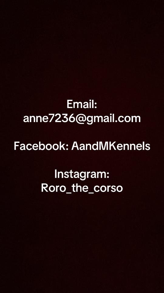 @AandMCaneCorsos