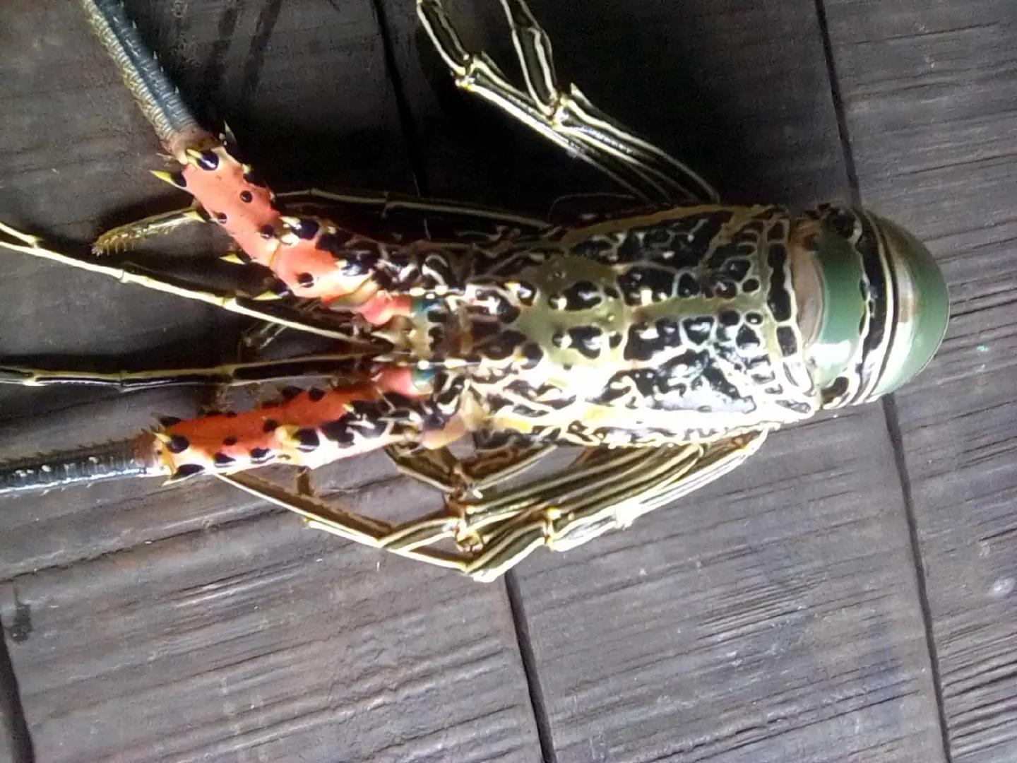 @wetlips