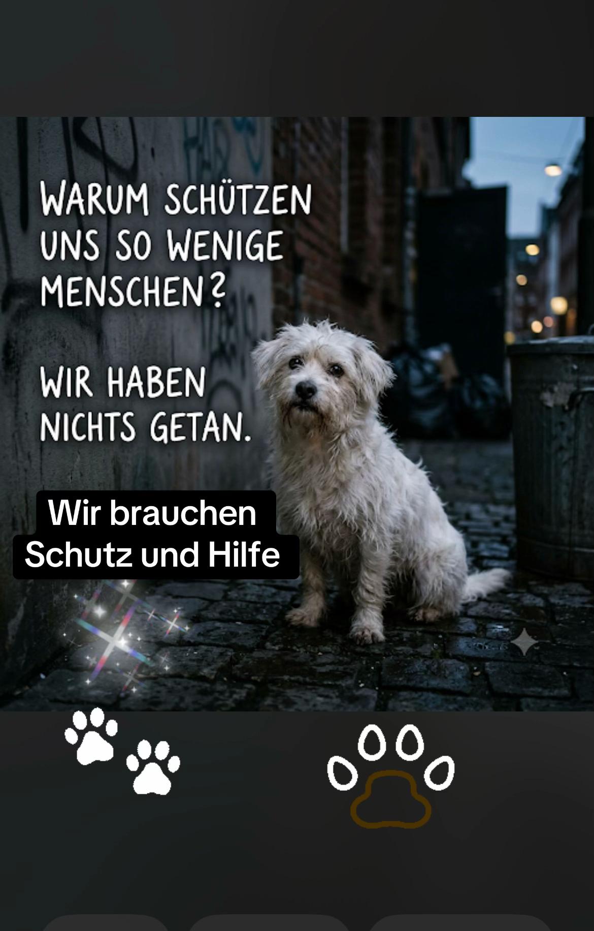 @Lua Team🐈🐕🦺Löwenherz❤️🦁