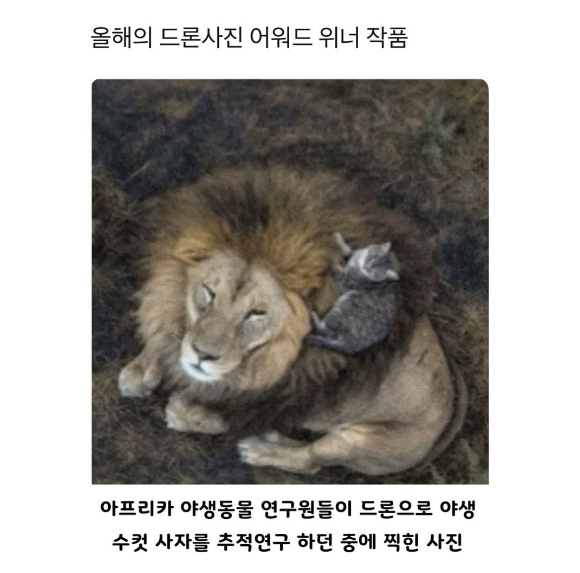 @로이젤