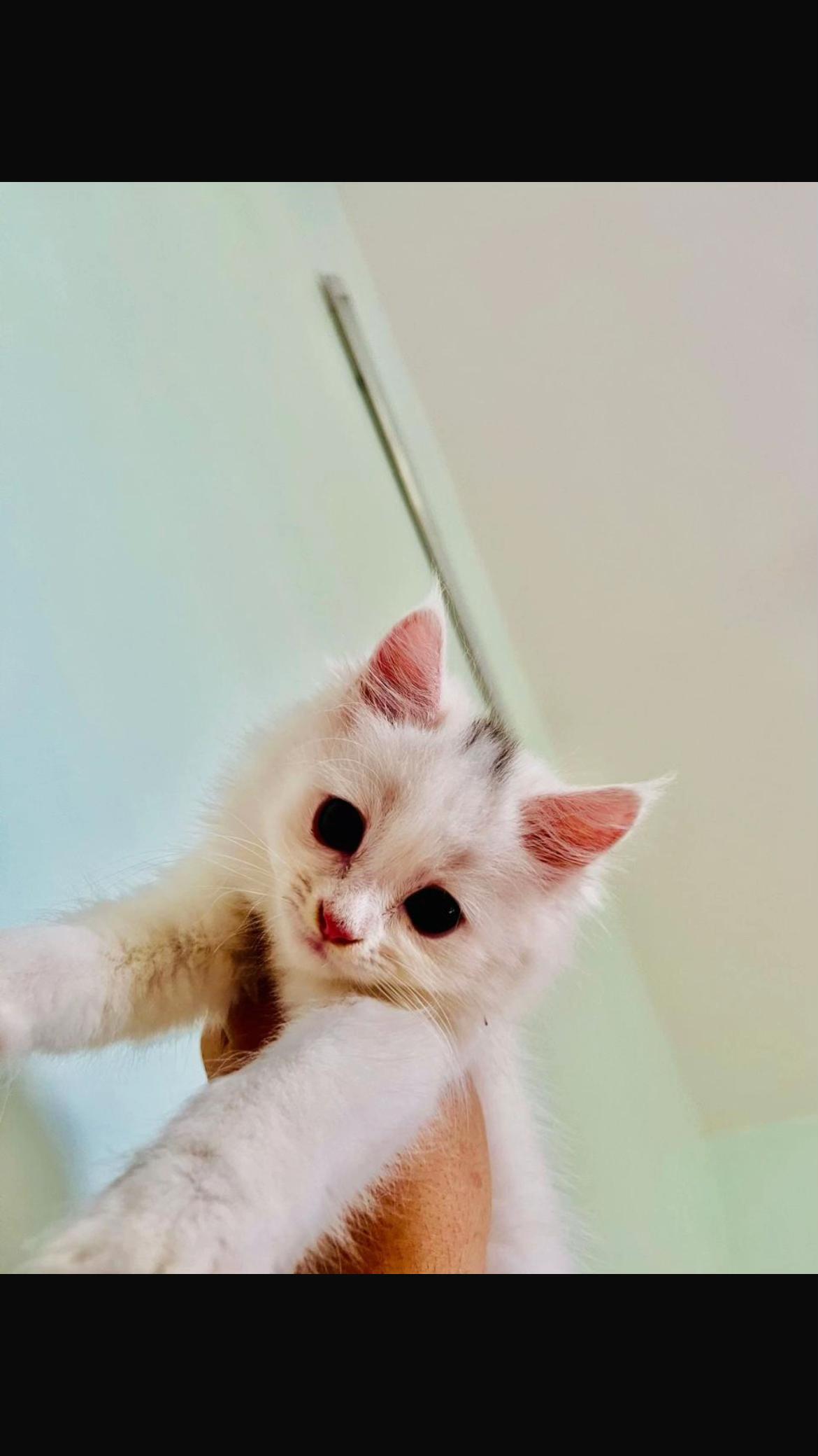 @🐇🐰elma... nohayet 🐈😸