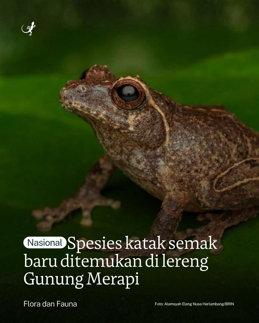 @mongabayindonesia