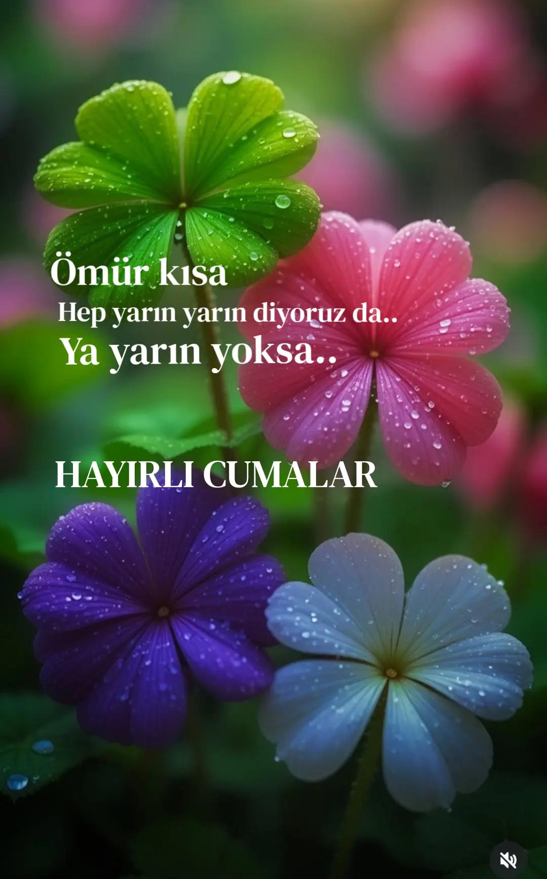 @aysel_ 2734