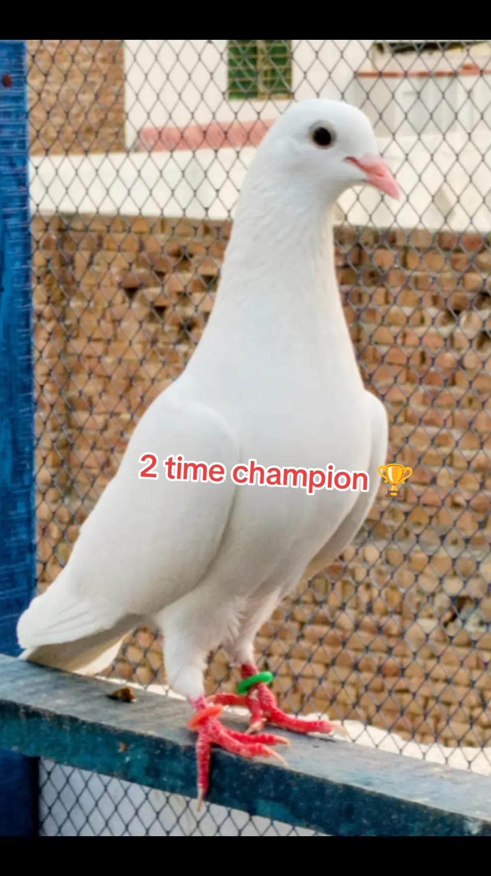 @Rao Farooq