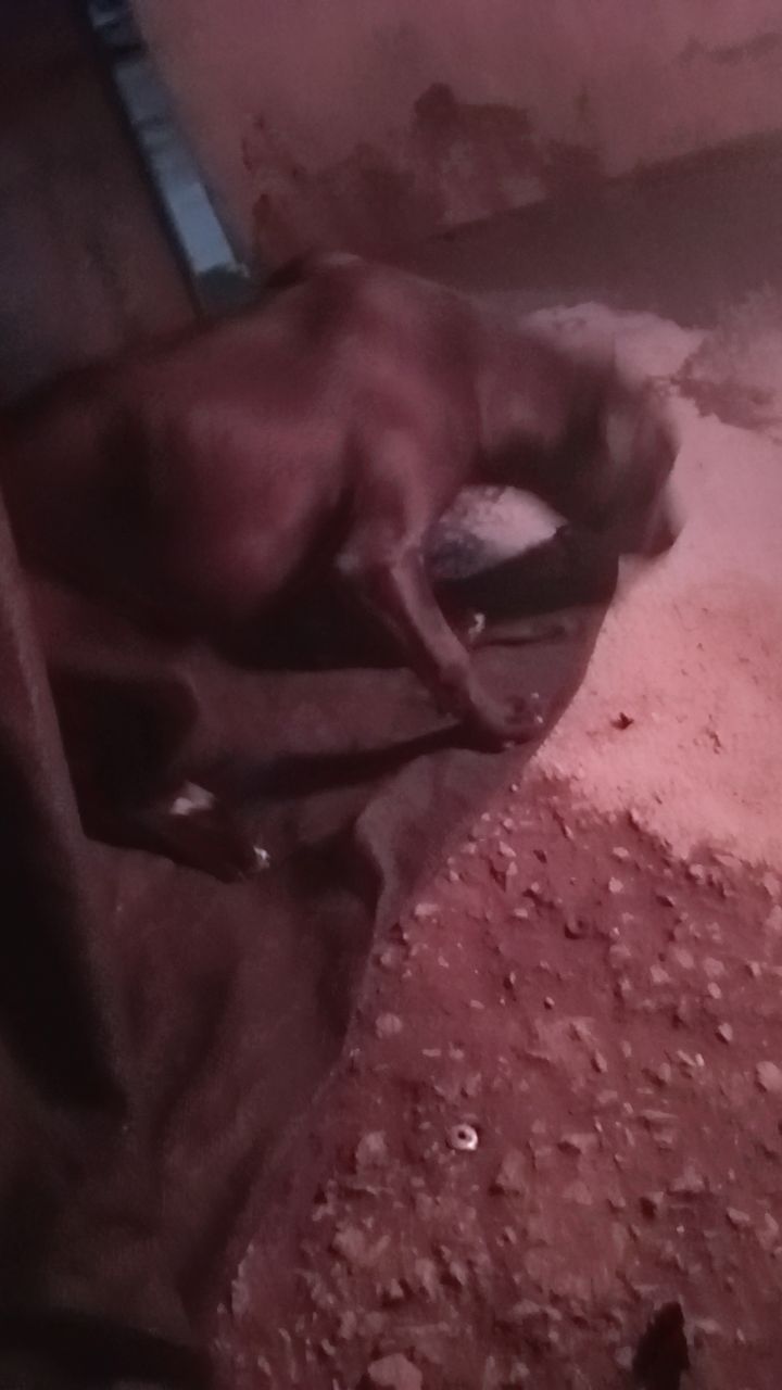 @staliandiedricks4@gmail.com