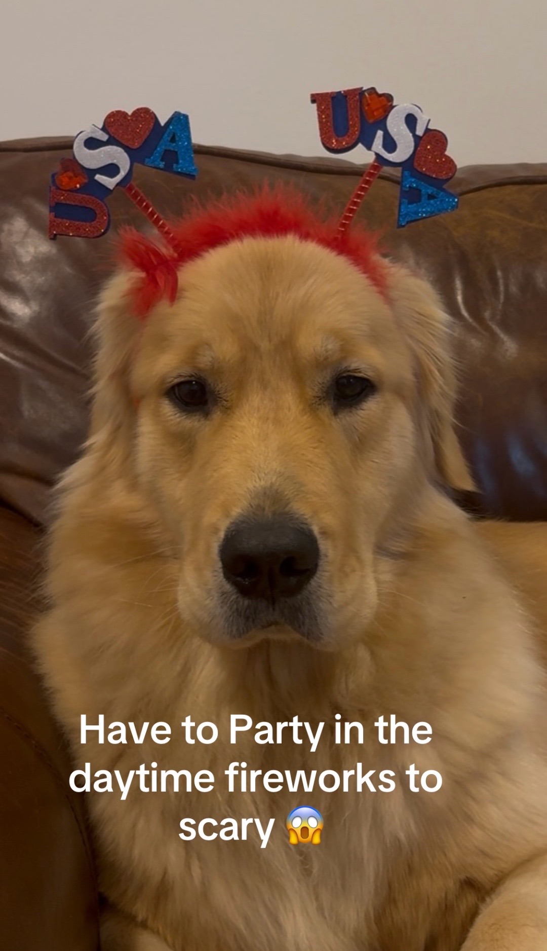 @DogMomisms