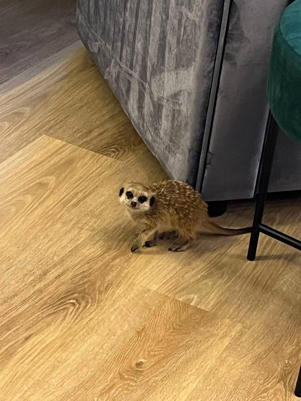 @TIMON THE MEERKAT