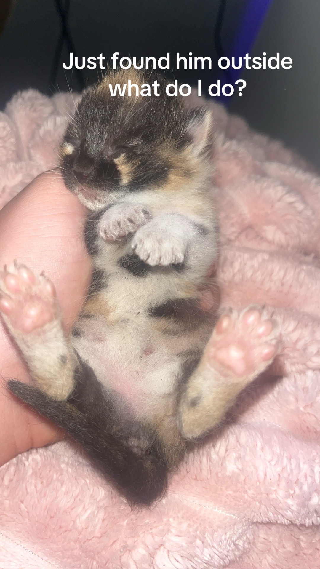 @kittencattuff
