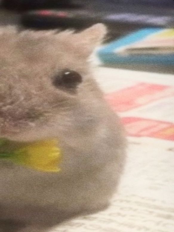 @ʕ˶ᵔ ﻌ ᵔ˶ʔ ♡ ⋆。˚