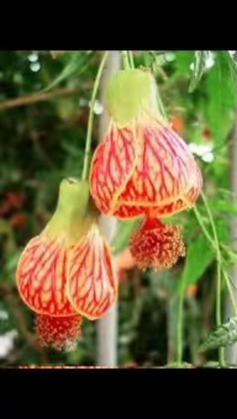 @G M Kamrul Hassan Official