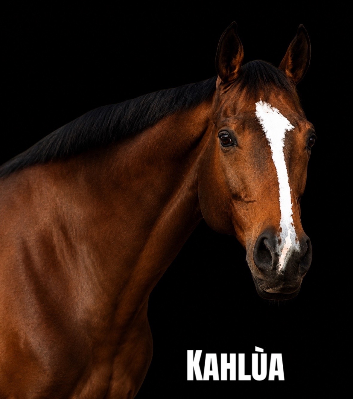 @NKEquestrian