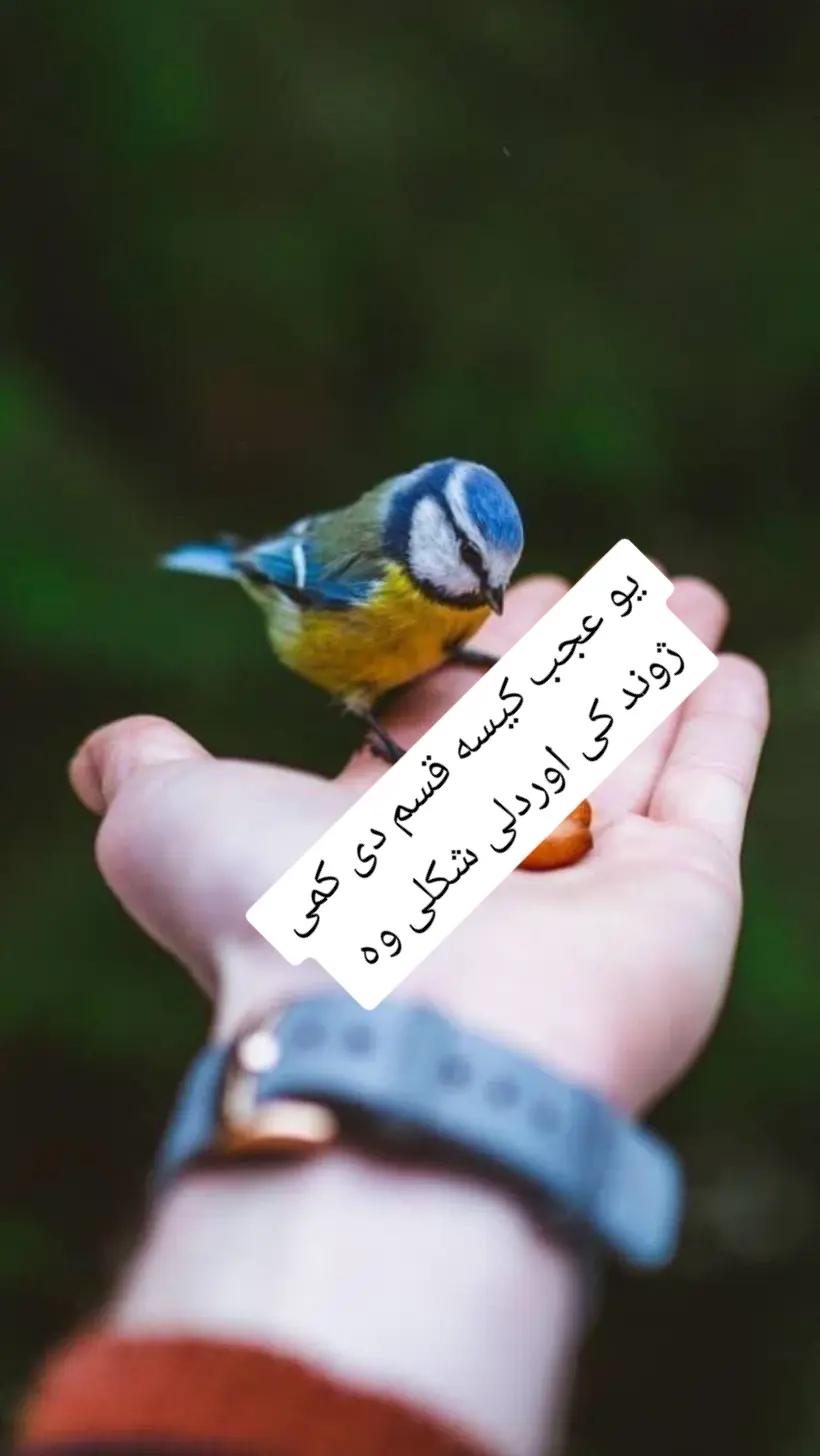 @ابراهیم جان