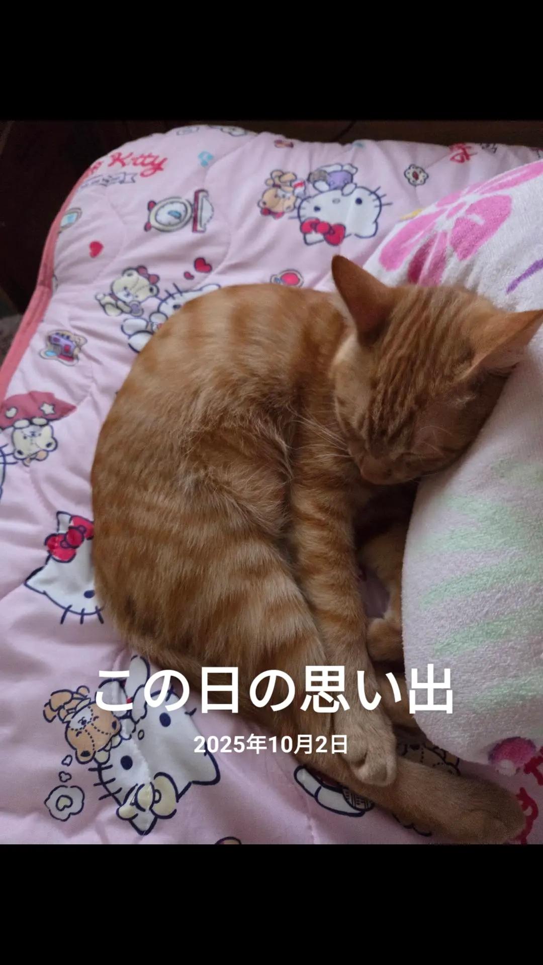 @๐ฒ๏ธ๐คใใ๐บ