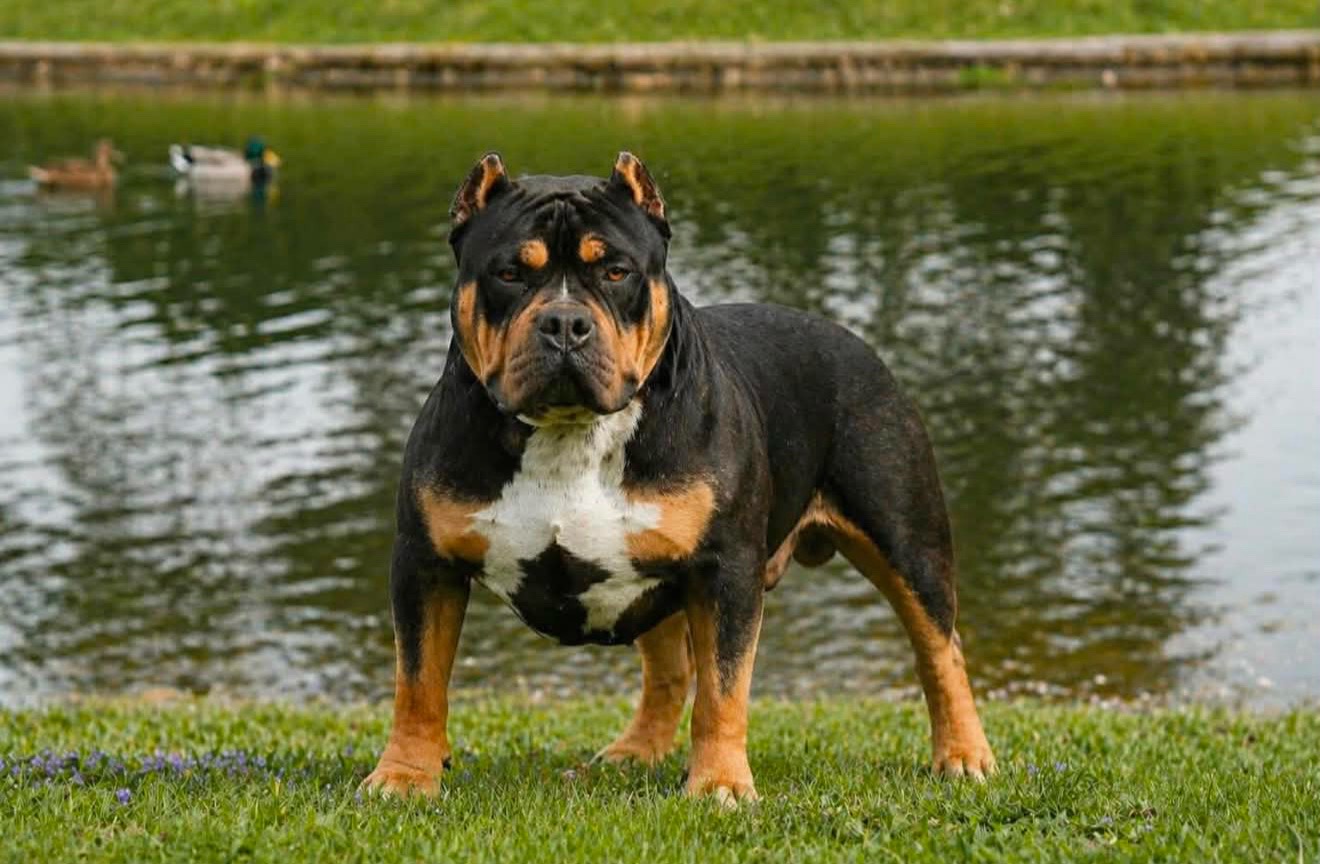 @Katelyn&bull;Rankin&bull;BigRBullies