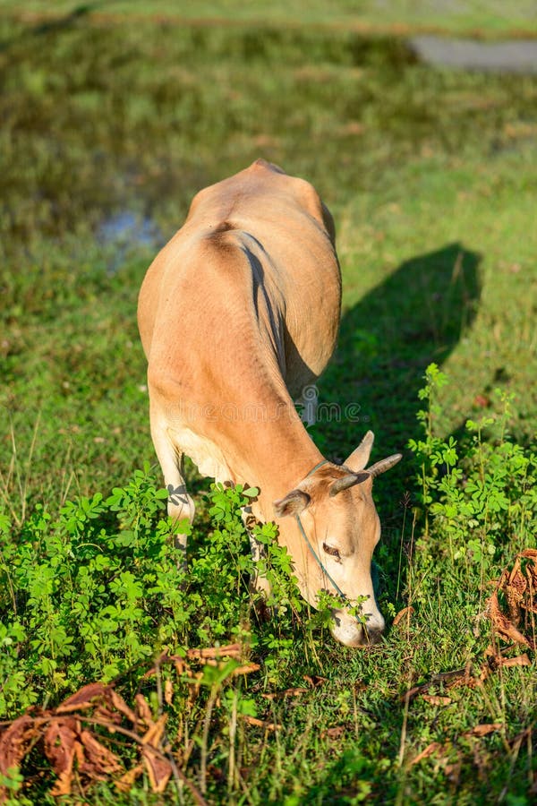 @cows_b_like