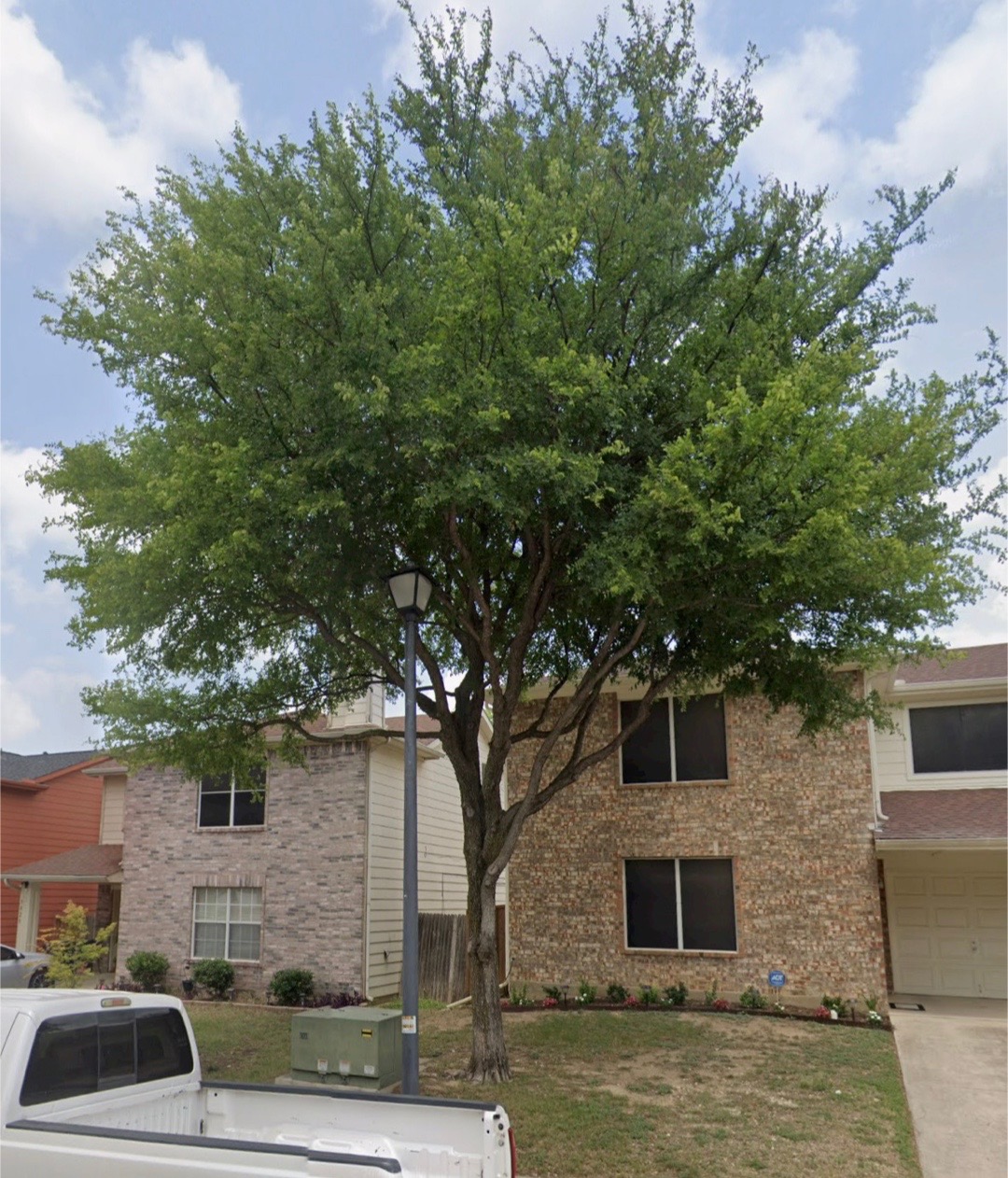 @Live Oak Tree Service