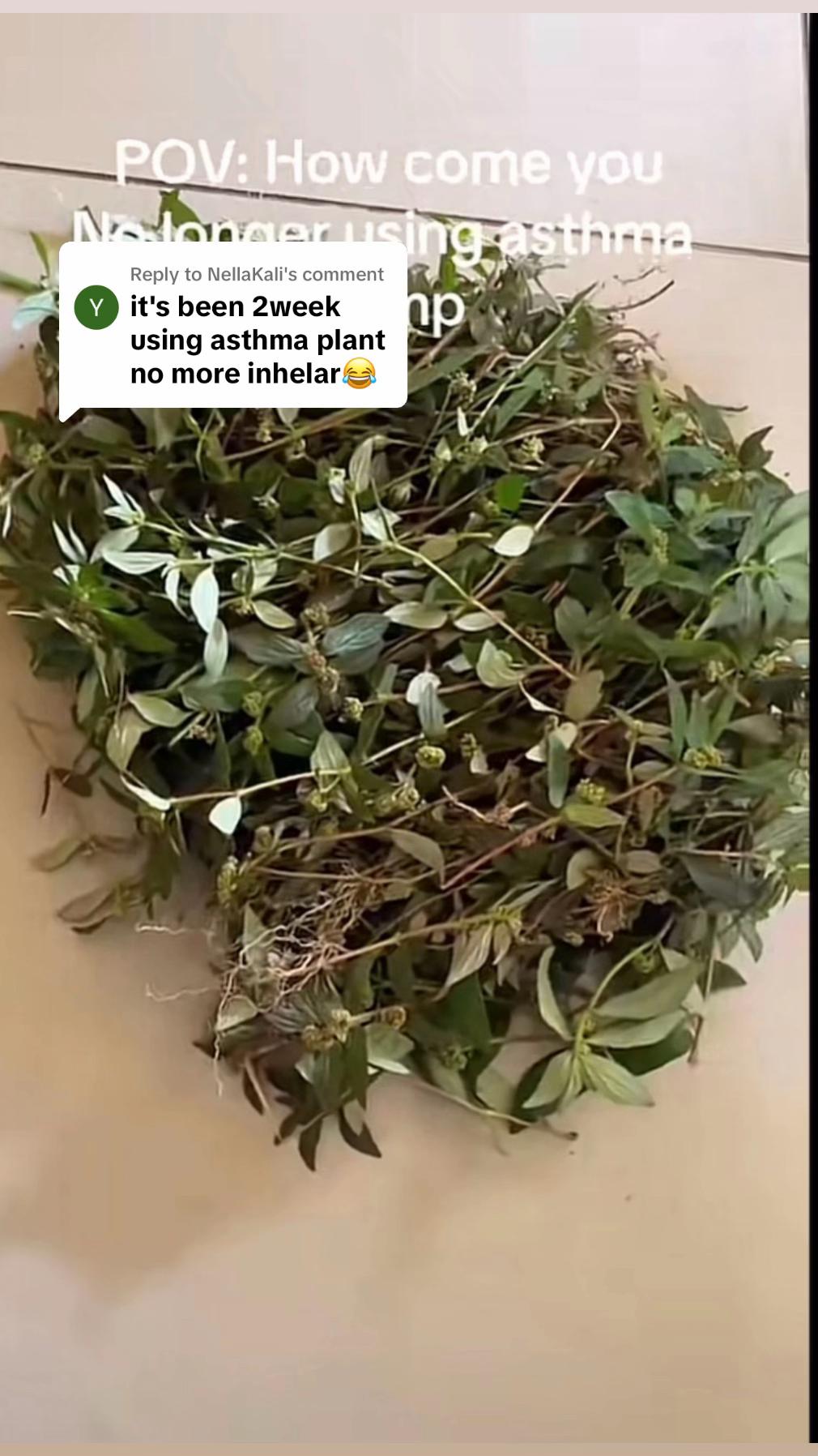 @Asthma-plant_herbalshop