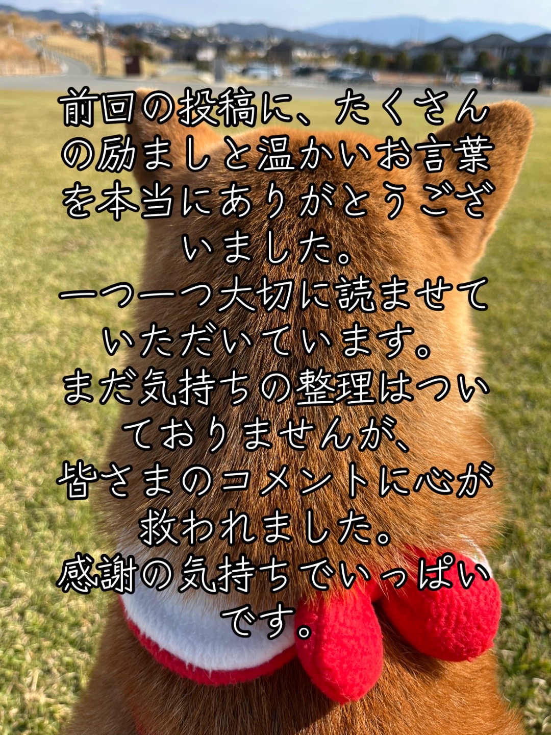 @柴犬はな🐾