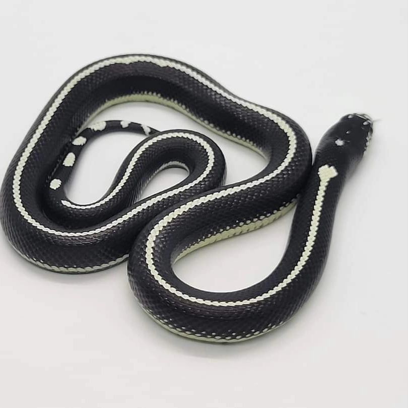 @TheReptileCompanyofWisconsin