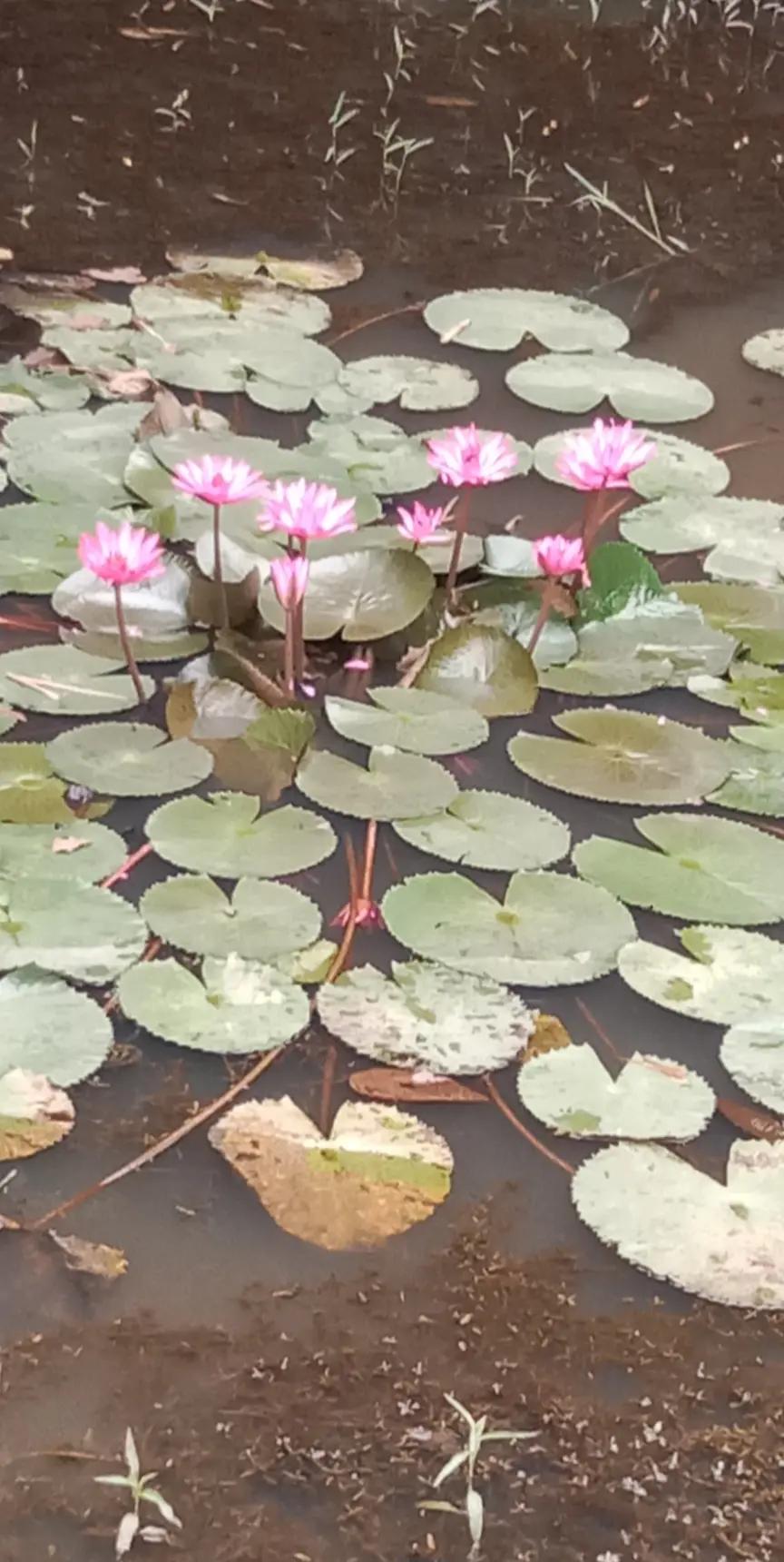 @बर्त गन्धर्व (सारंगीवादक)🇳🇵