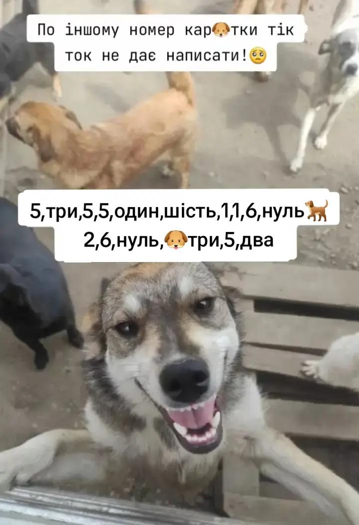 @tvarinkidobra