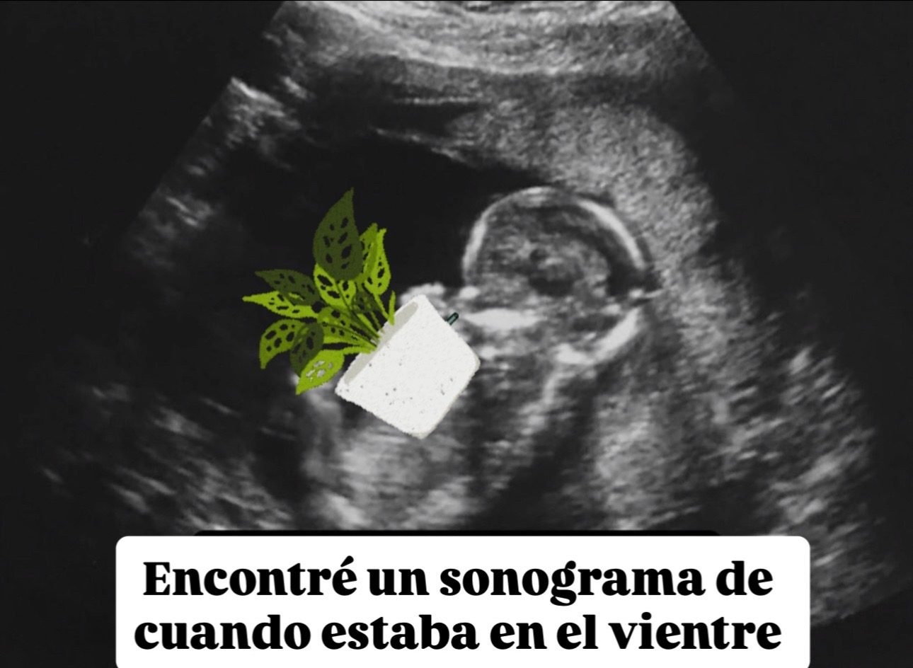 @Greenprincessliveplants