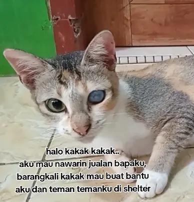 @Kucing Rumah Ronal