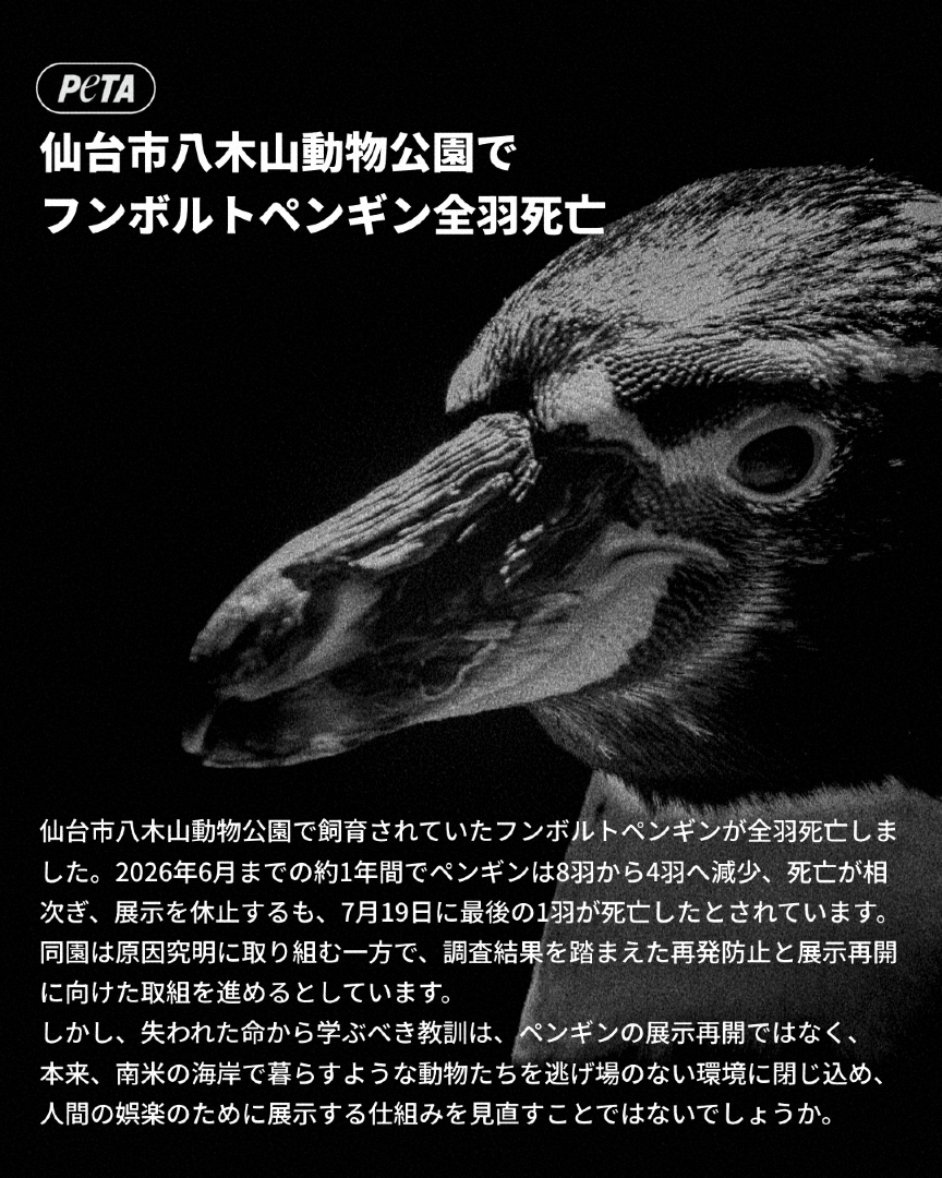 @PETAアジア 動物の倫理的扱いを求める人々の会 JAPAN