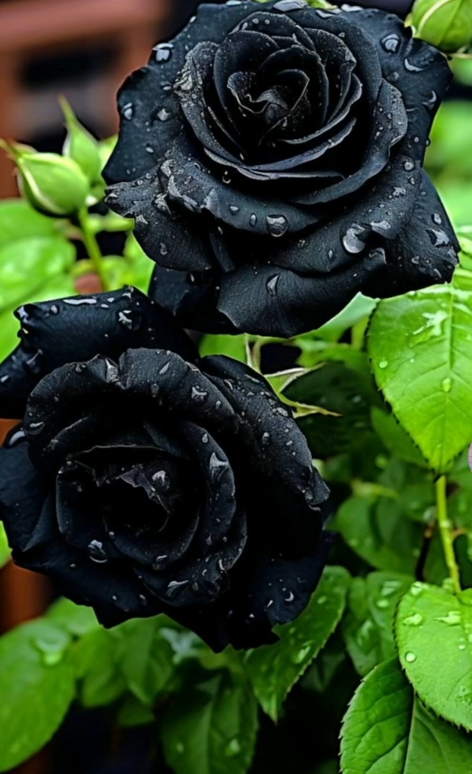 @PotentialRose