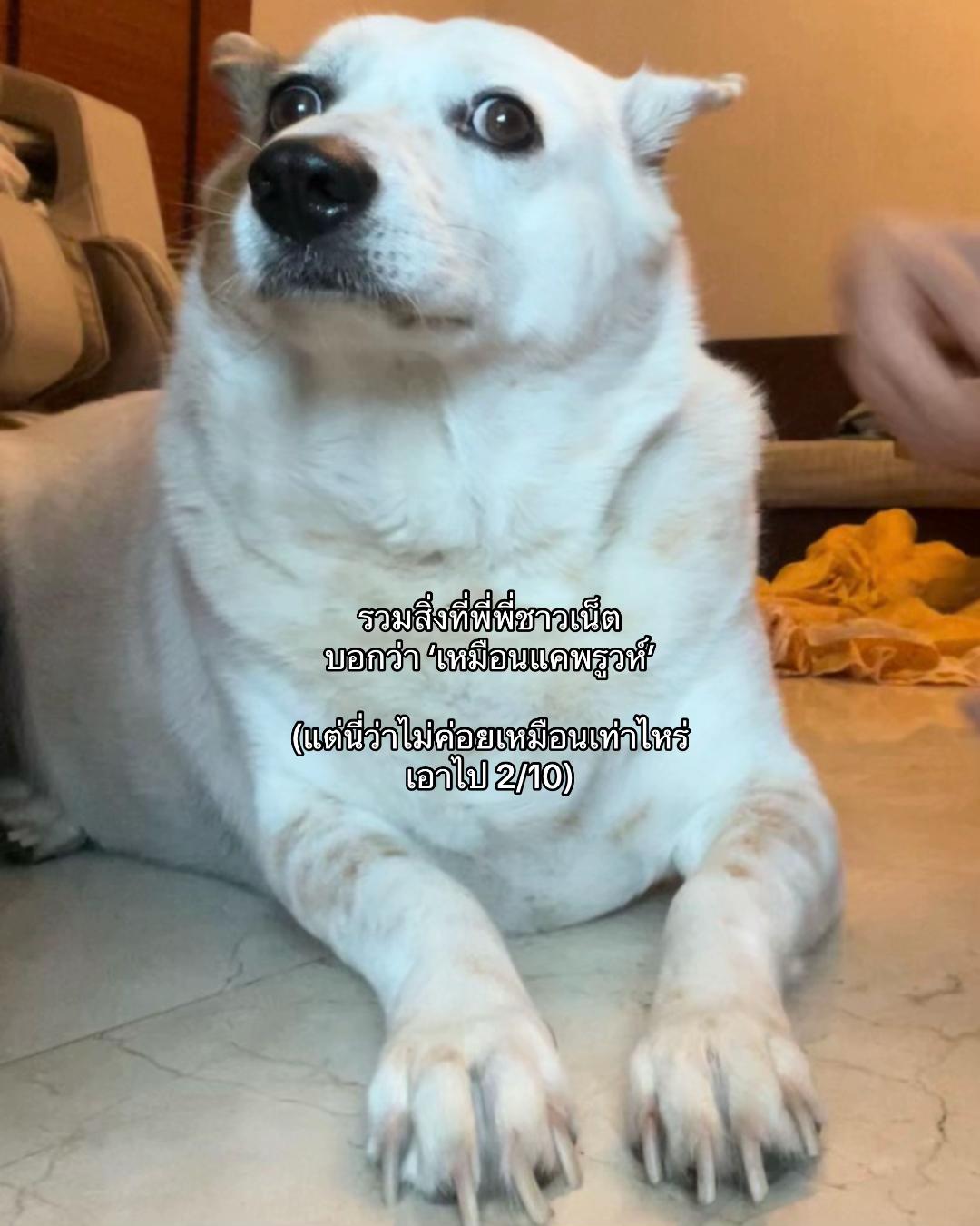 @แคพรูวห์