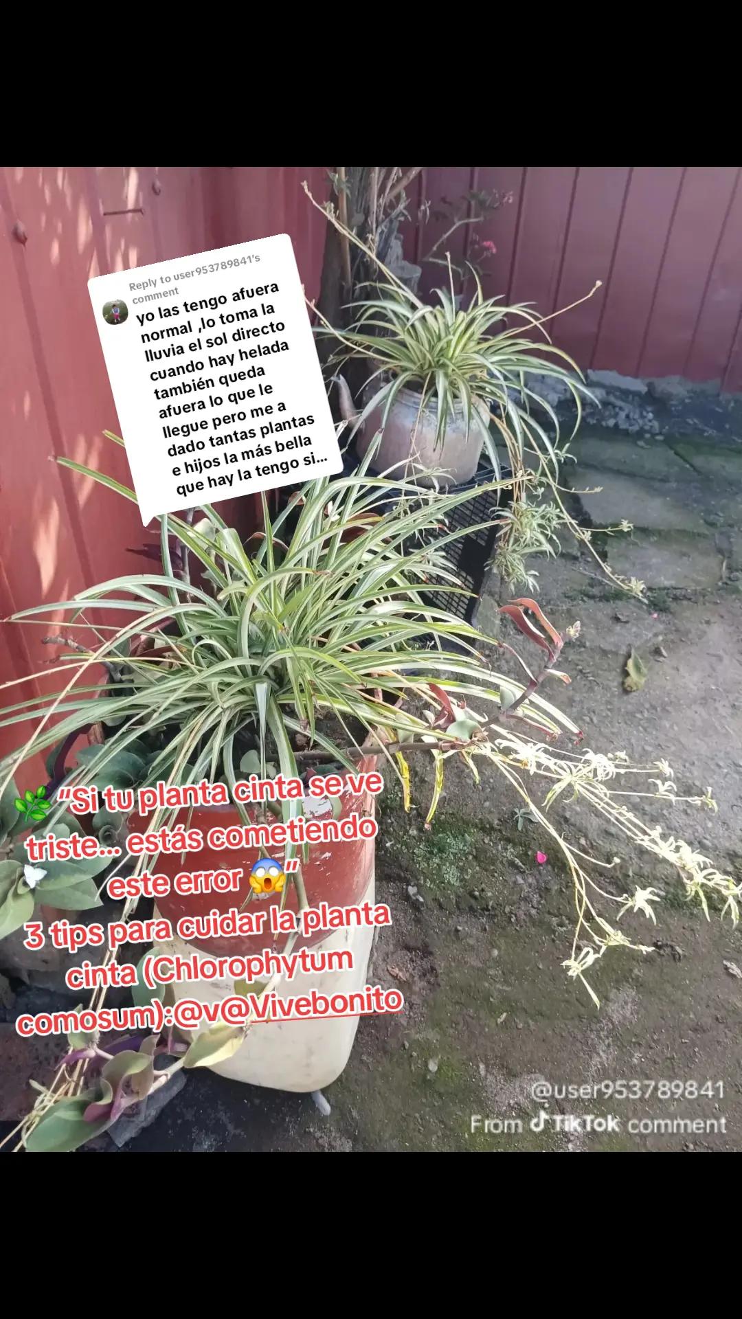 @Vivebonito