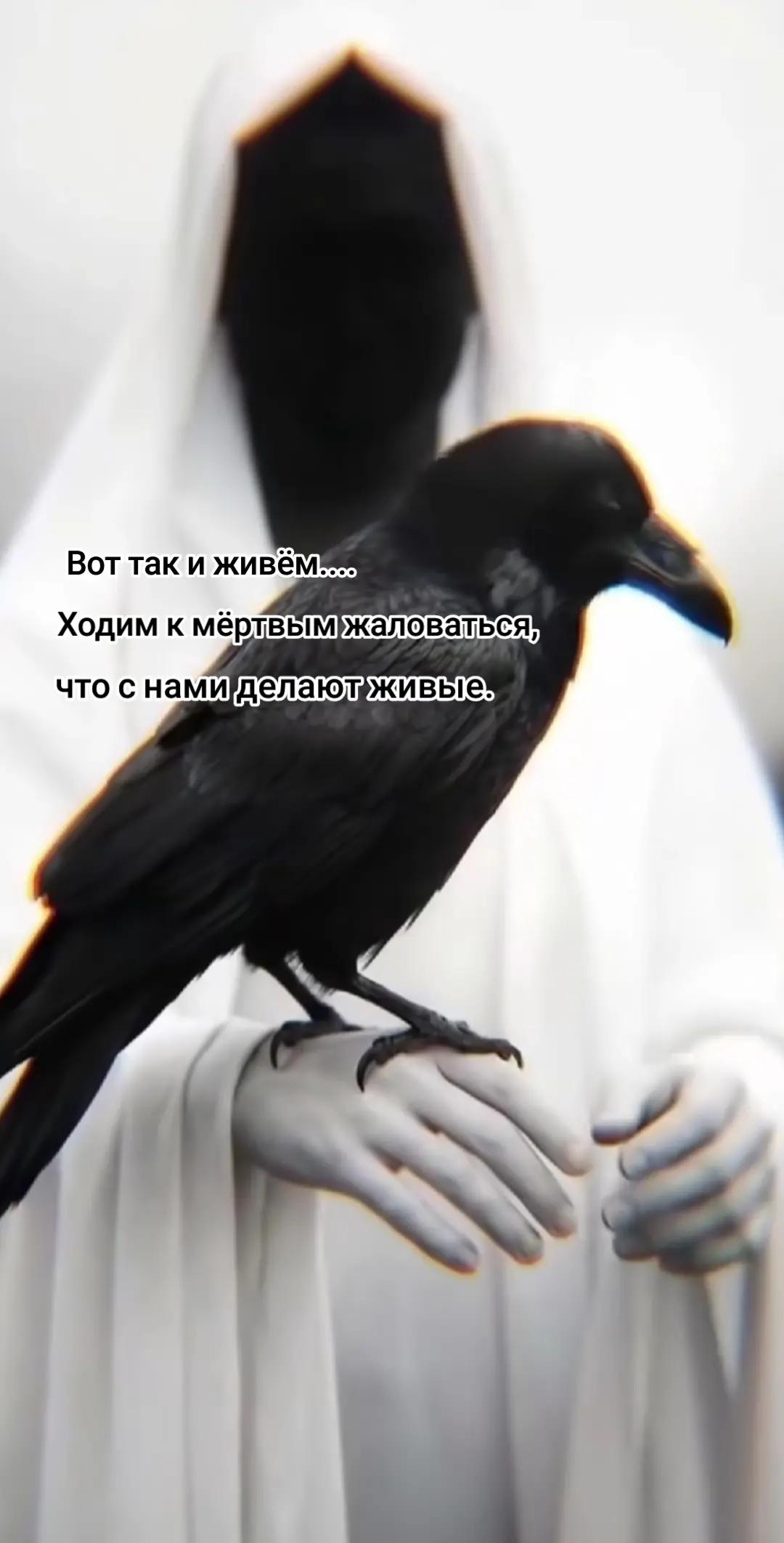 @kitnes