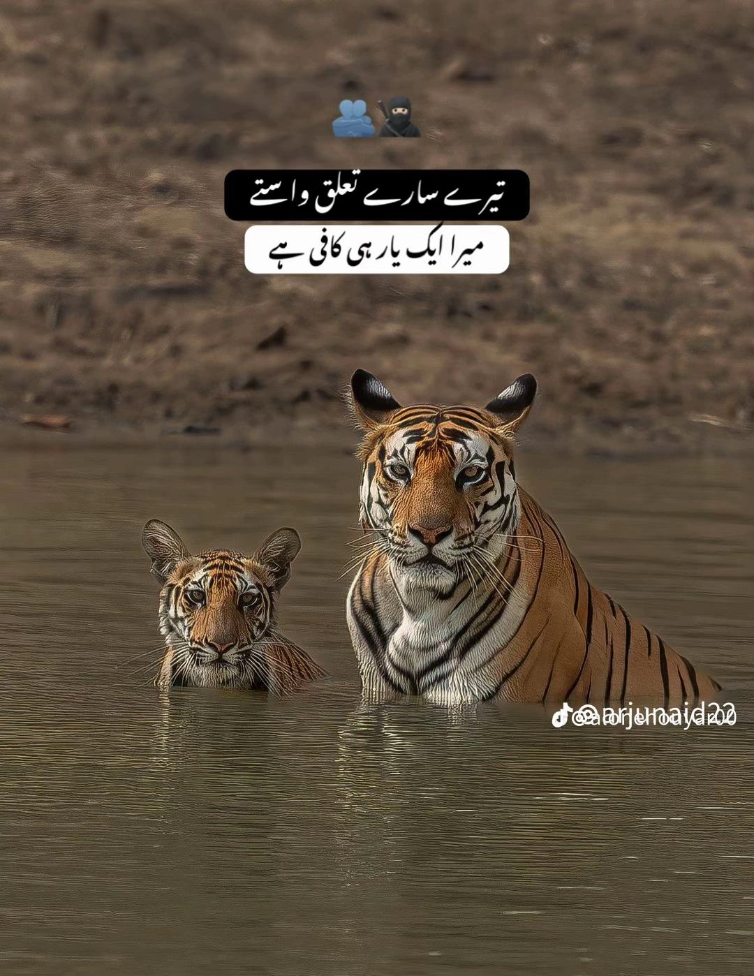 @salmanhans73