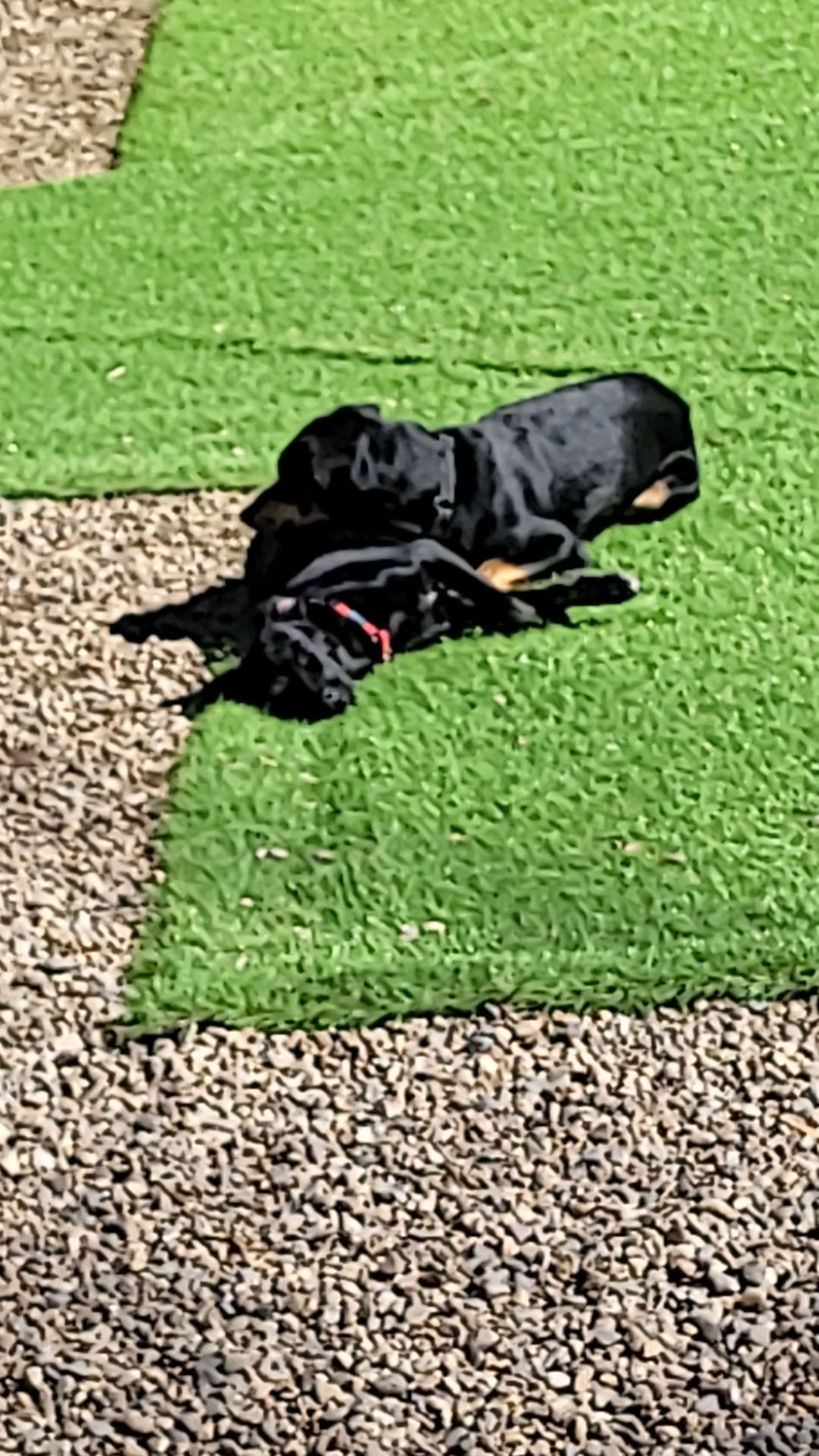 @Magicdogland.com