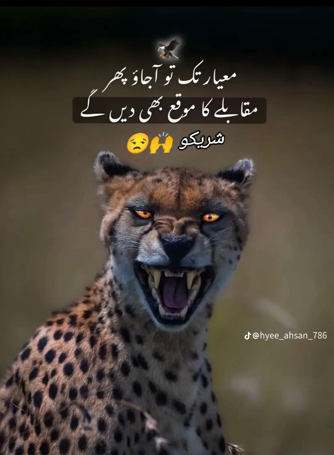 @Toqeer Rajput😎❣️😘